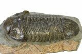 :Large, Very Inflated Struveaspis Trilobite - Jorf, Morocco #323381-1